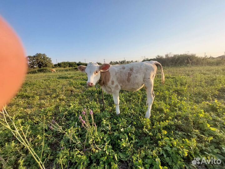 Телята сименталы