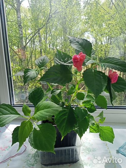 Домашние цветы