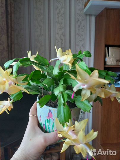 Декабрист шлюмбергера, рипсалидопсисы