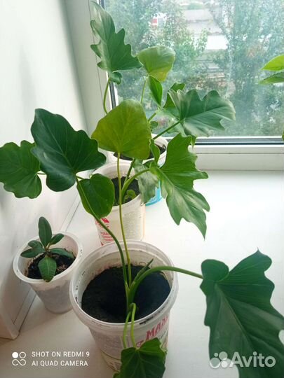 Пальма крупнолистная