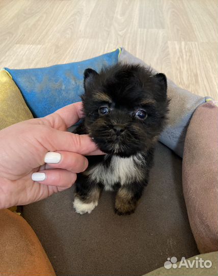 Йорк чёрный мини мальчик