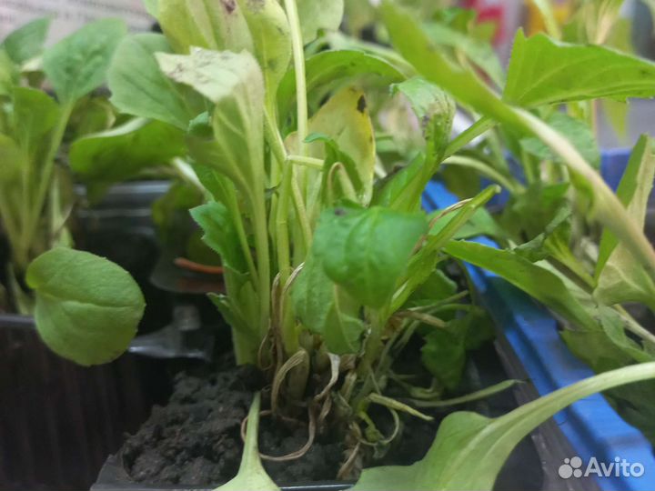 Астра китайская- хризантелла, рассада