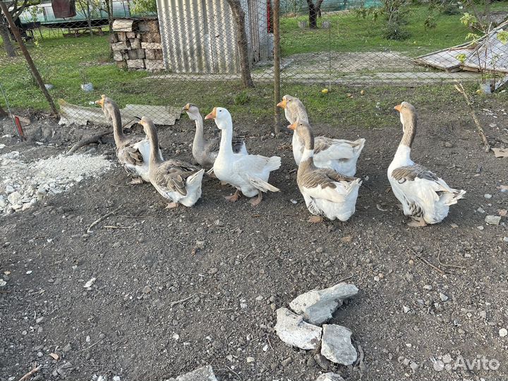 Гуси халмогорские