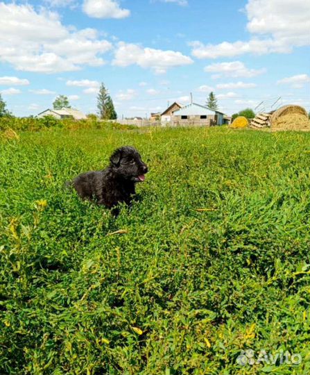 Шенки немецкой овчарки