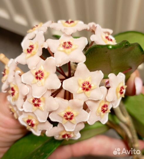 Хойя Carnosa восковой плющ