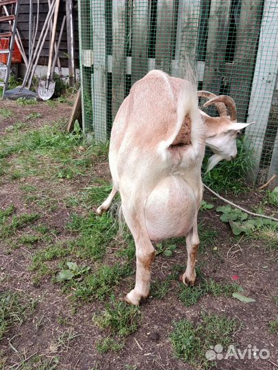 Коза дойная