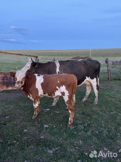 Коровы дойные молочные