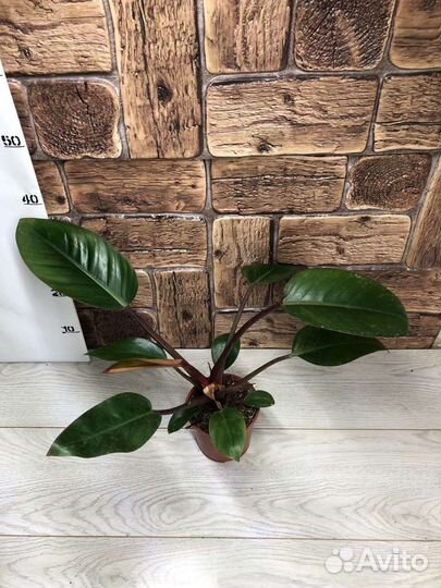 Филодендрон Рохо Конго