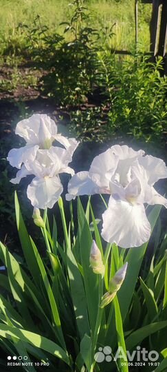 Ирисы бородатые