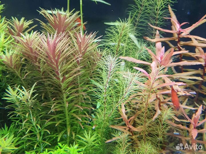 Живые растения для аквариума в Кудепсте) от