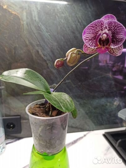 Орхидея фаленопсис