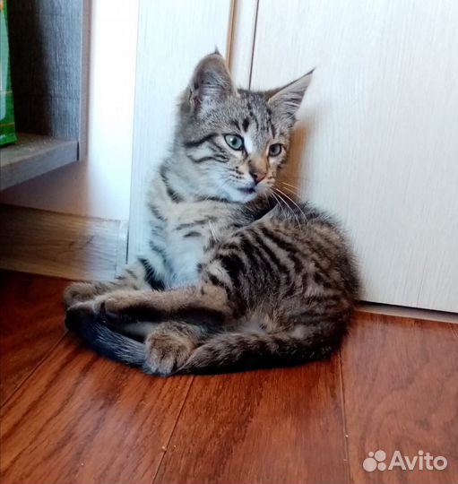 Котенок в добрые руки