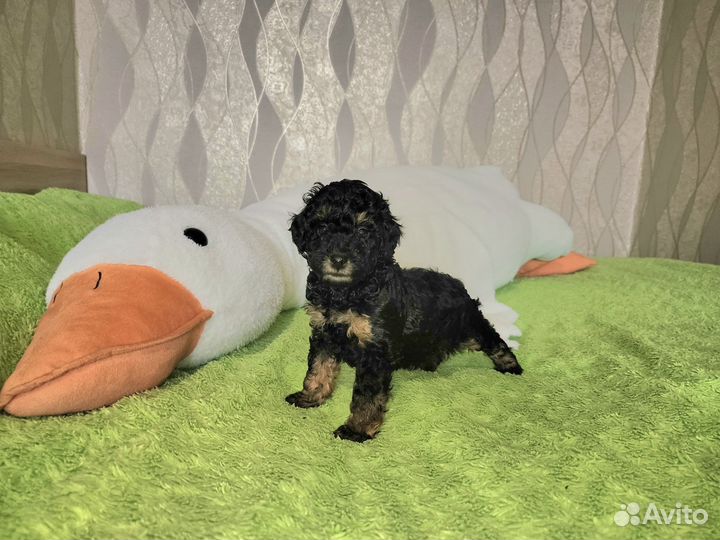 Щенки пуделя