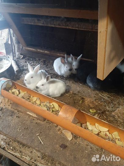 Кролики великаны