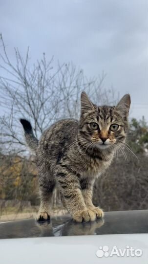 Котенок. Девочка. 3 месяца