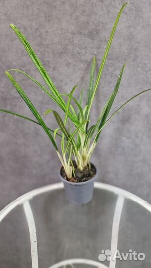 Аглаонемы, калатеи, ховеи, замиокулькас, араукария