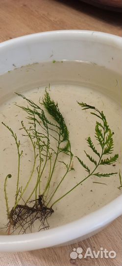 Аквариумные растения (папоротники)