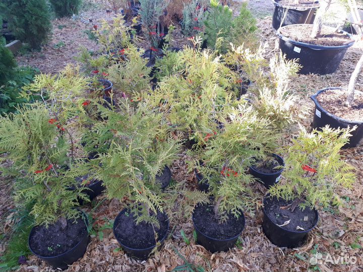 Туя глобоза