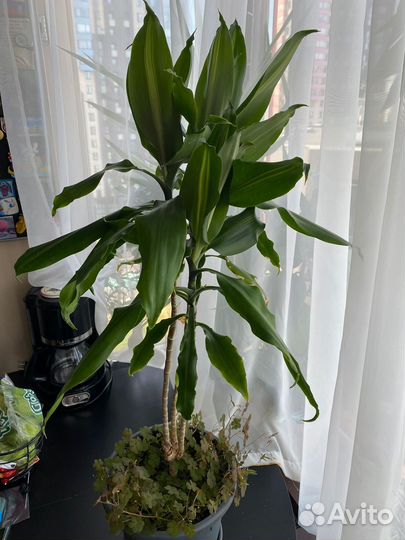 Комнатные растения