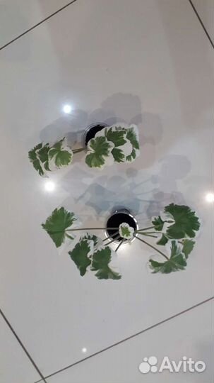 Пеларгония сортовая пестролистная продажа/обмен