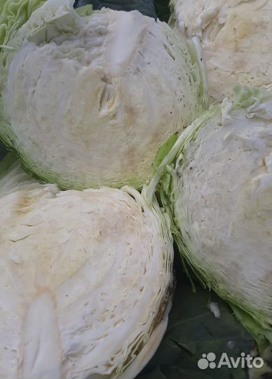 Капуста первый сорт молодой урожай оптом