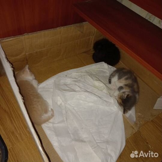 Отдам в добрые руки котят