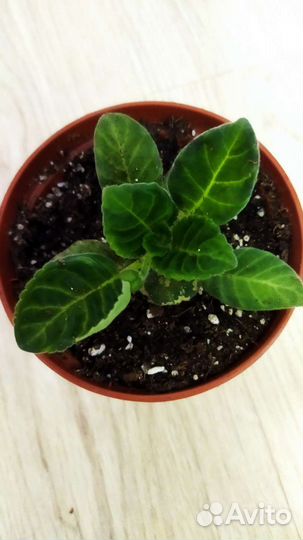 Глоксиния махровая