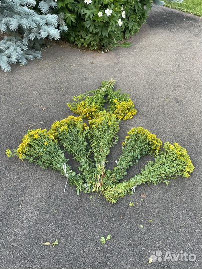 Травы для бани