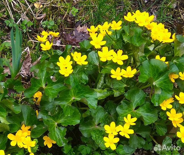 Цветы для сада (3)