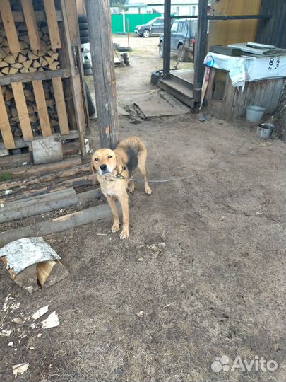 Щенок русской гончей