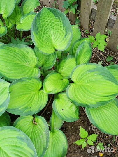 Хосты в ассортименте со своего огорода