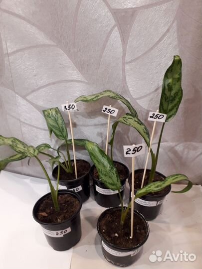 Комнатные растения цветы г.Брянск