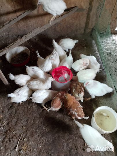 Петух леггорн