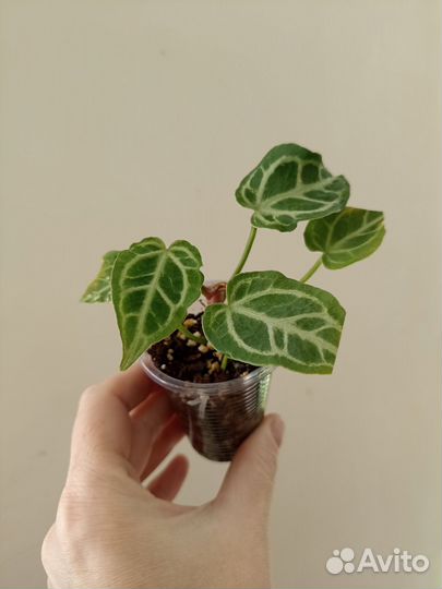 Антуриумы: Crystallinum (cultivar),Silver Blash