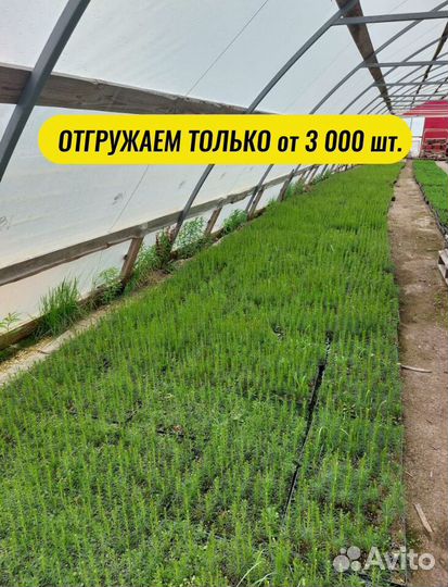 Саженцы ели окс от производителя