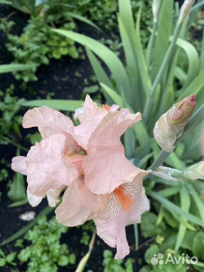 Продам ирисы