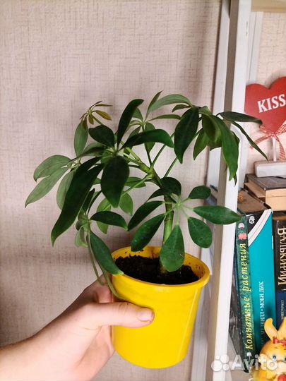 Шеффлера Нора