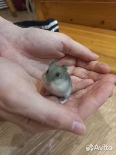 Хомяки джунгарики бесплатно