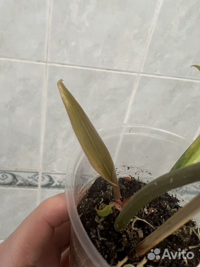 Филодендроны коллекционные