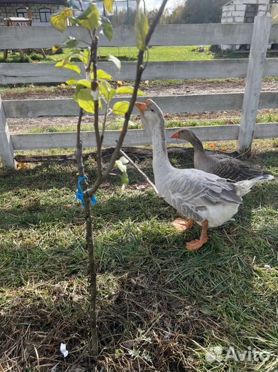 Племенной гусак холмогорской породы