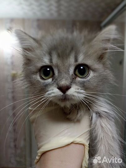 Котятки в поисках дома