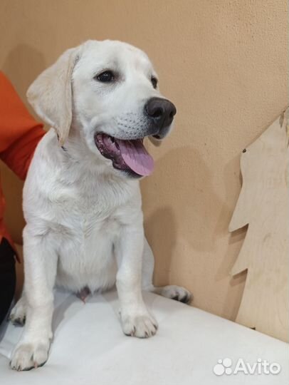 Палевый лабрадор щенок
