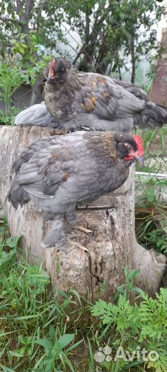 Молодые петушки