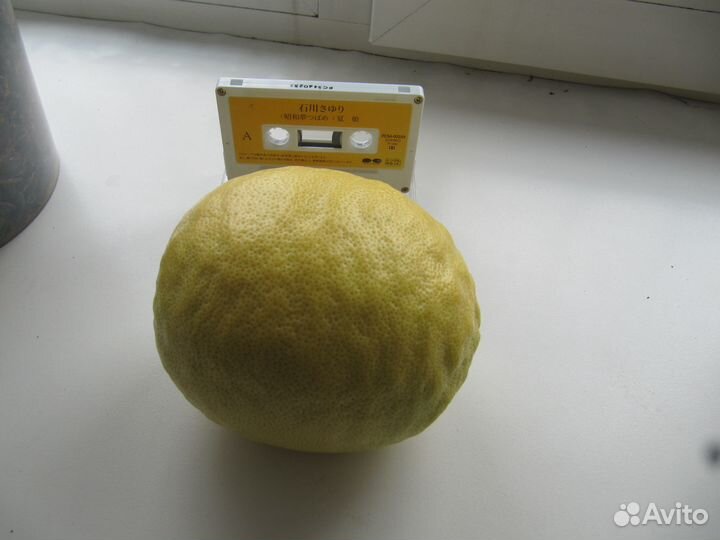 Лимонное дерево