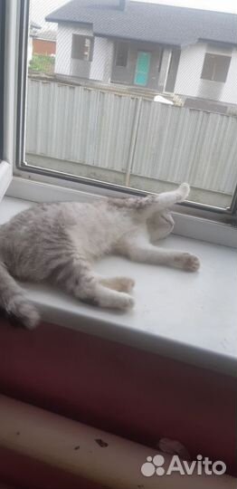 Отдам котенка