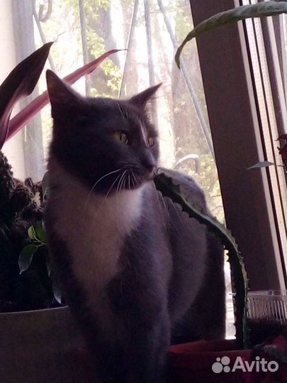 Котенок ищет дом