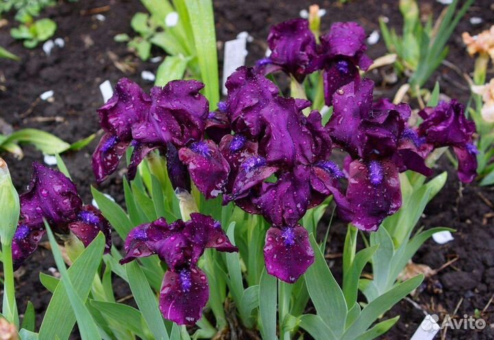 Карликовые ирисы