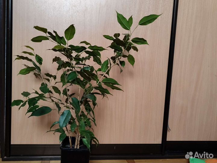 Фикус бенджамина