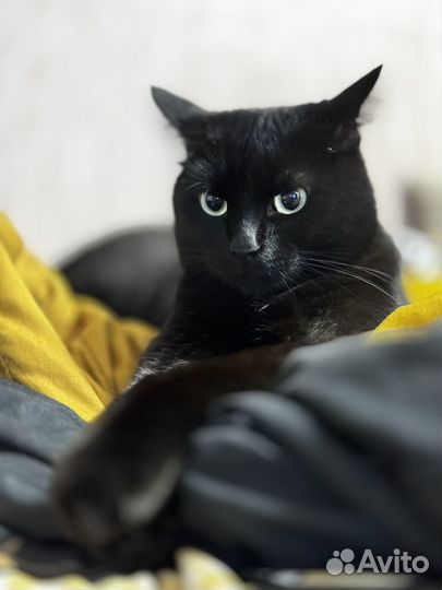 Отдам Кота в добрые руки