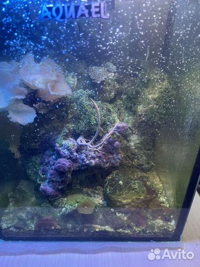 Морской Аквариум 10литров